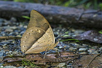 White-spotted Prepona (Archaeoprepona amphimachus) butterfly, Tatama National Park, Colombia