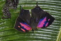 Superb Leafwing (Fountainea nessus) butterfly, Tatama National Park, Colombia