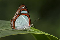 Cramer's Redring (Pyrrhogyra crameri) butterfly, Santa Maria, Colombia
