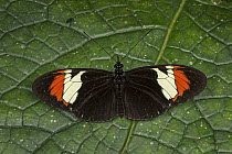 Heliconius Butterfly (Heliconius heurippa), Santa Maria, Colombia