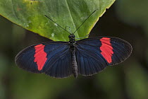 Crimson-patched Longwing (Heliconius erato) butterfly, Rio Claro Nature Reserve, Colombia