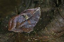 Lyceus Leafwing (Memphis lyceus) butterfly, Tatama National Park, Colombia