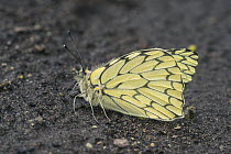 Pierid Butterfly (Hesperocharis marchalii), Santa Maria, Colombia