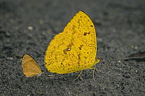 Apricot Sulphur (Phoebis argante) butterflies, Santa Maria, Colombia