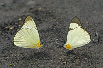 Pierid Butterfly (Melete sp) pair, Santa Maria, Colombia