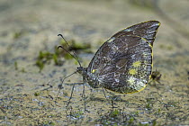 Frosted Mimic-white (Lieinix nemesis) butterfly, Tatama National Park, Colombia