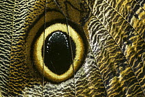 Boomerang Owl (Caligo oedipus) butterfly wing showing false eyespot, Tatama National Park, Colombia