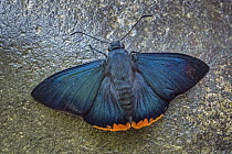 Zereda Skipper (Chalypyge zereda) butterfly, Tatama National Park, Colombia