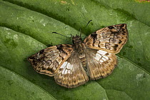 Skipper (Hesperiidae) butterfly, Santa Maria, Colombia