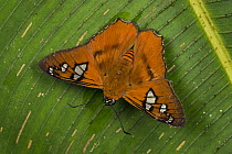 Skipper (Myscelus perissodora) butterfly, Tatama National Park, Colombia