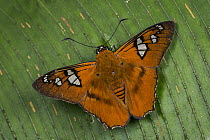 Skipper (Myscelus perissodora) butterfly, Tatama National Park, Colombia