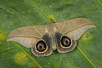 Saturniid Moth (Leucanella contempta) male, Tatama National Park, Colombia