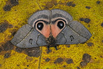 Moth (Automeris celata) male, Tatama National Park, Colombia