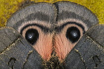 Moth (Automeris celata) male showing false eyespots, Tatama National Park, Colombia