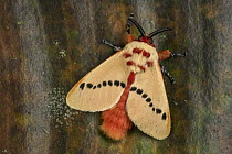 Flannel Moth (Trosia sp), Tatama National Park, Colombia