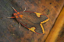 Moth (Melese sp), Tatama National Park, Colombia