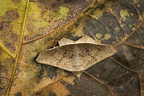 Geometer Moth (Geometridae) camouflaged on leaf, Santa Maria, Colombia