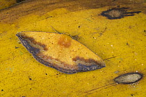 Geometer Moth (Certima espuma) camouflaged on leaf, Tatama National Park, Colombia