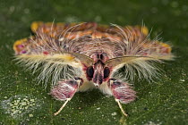 Walker's Moth (Sosxetra grata), Tatama National Park, Colombia