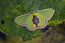 Geometer Moth (Synchlora sp), Tatama National Park, Colombia
