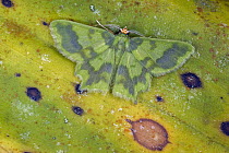 Geometer Moth (Cathydata batina), Tatama National Park, Colombia