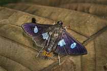 Moth (Desmia sp), Tatama National Park, Colombia