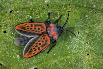 Flannel Moth (Edebessa nigropuncta), Tatama National Park, Colombia