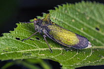 Cicada (Zyzzogeton sp), Tatama National Park, Colombia