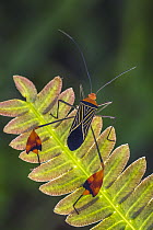 Flag-footed Bug (Anisocelis flavolineata), Tatama National Park, Colombia
