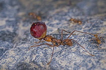 Leafcutter Ant (Atta sp) carrying fruit, Tatama National Park, Colombia