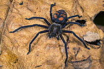 Huntsman Spider (Olios sp) female, Tatama National Park, Colombia