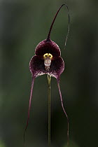 Dracula Orchid (Dracula benedictii) flower, Las Orquideas Natural National Park, Colombia