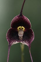Dracula Orchid (Dracula benedictii) flower, Las Orquideas Natural National Park, Colombia