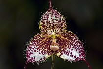 Dracula Orchid (Dracula gorgona) flower, Las Orquideas Natural National Park, Colombia