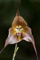 Orchid (Dracula wallisii) flower, Las Orquideas Natural National Park, Colombia