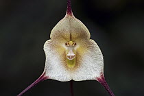 Dracula Orchid (Dracula amaliae) flower, Las Orquideas Natural National Park, Colombia