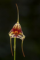 Orchid (Masdevallia chaparensis) flower, Las Orquideas Natural National Park, Colombia