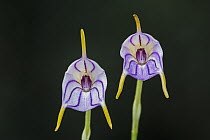 Orchid (Masdevallia rimarima-alba) flowers, Las Orquideas Natural National Park, Colombia