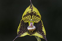 Dracula Orchid (Dracula robledorum)) flower, Las Orquideas Natural National Park, Colombia