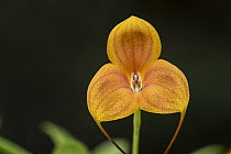 Orchid (Masdevallia sp)) flower, Las Orquideas Natural National Park, Colombia