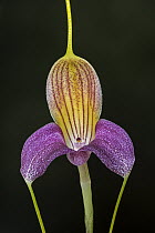 Orchid (Masdevallia caudata)) flower, Las Orquideas Natural National Park, Colombia