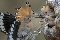 Eurasian Hoopoe (Upupa epops) parent feeding chicks in nest cavity, Saxony-Anhalt, Germany