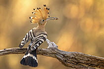 Eurasian Hoopoe (Upupa epops) with insect prey, Saxony-Anhalt, Germany
