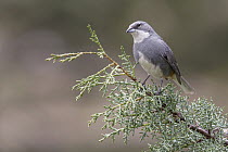 Common Diuca-Finch (Diuca diuca), Andes, Chile