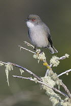Fire-eyed Diucon (Xolmis pyrope), Andes, Chile