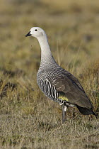 Upland Goose (Chloephaga picta) male, Andes, Chile