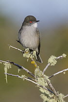 Fire-eyed Diucon (Xolmis pyrope), Andes, Chile