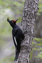 Magellanic Woodpecker (Campephilus magellanicus) female, Andes, Chile