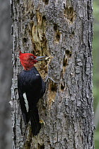 Magellanic Woodpecker (Campephilus magellanicus) male foraging, Andes, Chile