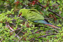 Slender-billed Parakeet (Enicognathus leptorhynchus), Andes, Chile